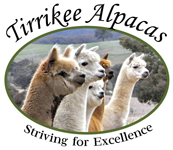Tirrikee Alpacas: Striving For Excellence